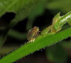 Tropidaspis