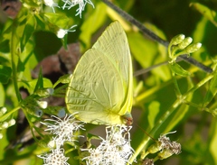 Aphrissa statira statira