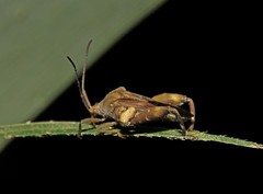 Meropachyinae