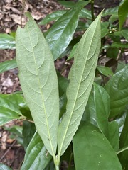 Lasianthus chlorocarpus