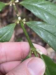 Lasianthus chlorocarpus