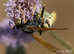 Polistes aurifer