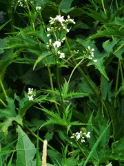 Napaea dioica