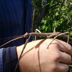Cladomorphus phyllinus