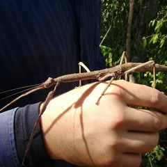 Cladomorphus phyllinus
