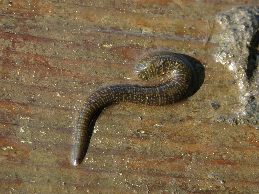Achtogige bloedzuiger, photo 1 of 10