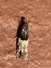 Tineidae clade b