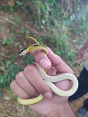 Erythrolamprus melanotus