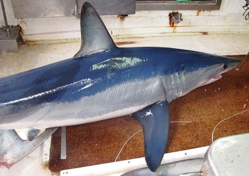 Shortfin mako (Isurus oxyrinchus) — Lamnidae — 4