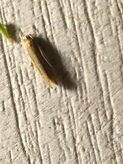 Limnaecia phragmitella