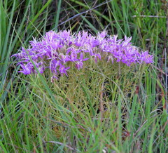 Zeltnera beyrichii