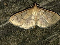 Herpetogramma theseusalis