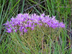 Zeltnera beyrichii