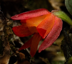 Fernandezia sanguinea