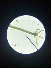 Hydra viridissima