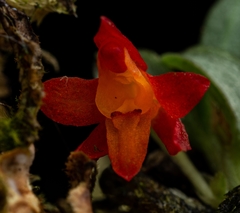 Fernandezia sanguinea