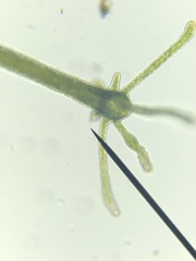 Hydra viridissima