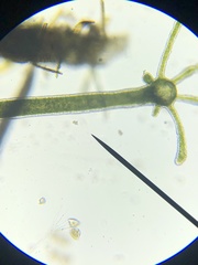 Hydra viridissima