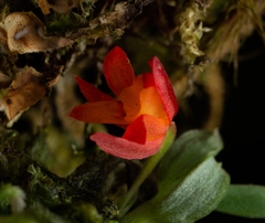 Fernandezia sanguinea