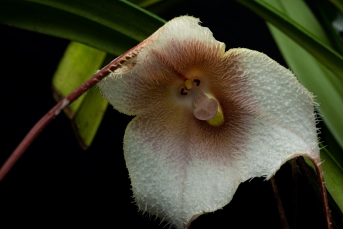 Dracula amaliae (Luer & Escobar) Luer 4