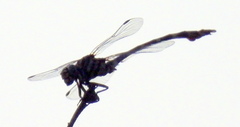 Phyllogomphoides