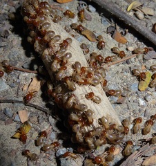Macrotermes gilvus
