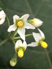 Solanum