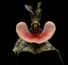 Dracula chestertonii