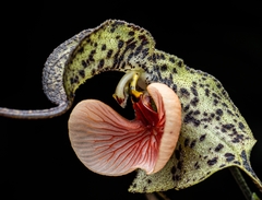 Dracula chestertonii