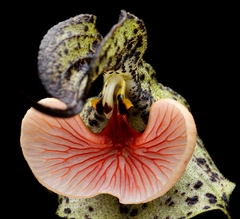 Dracula chestertonii