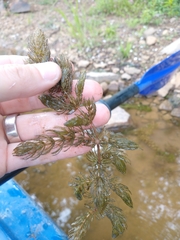 Ceratophyllum demersum