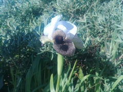 Iris hermona