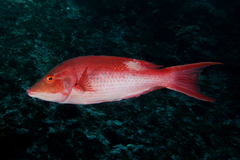 Bodianus unimaculatus