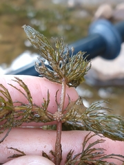 Ceratophyllum demersum