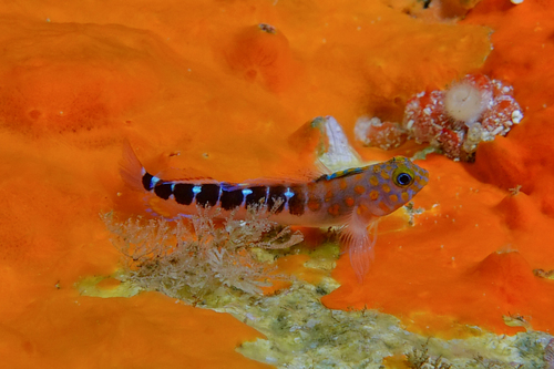 Blauwstip-drievin (Notoclinops caerulepunctus) — Tripterygiidae — 2