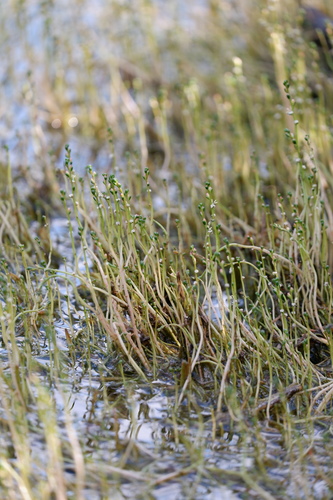 Slender watermilfoil (Myriophyllum tenellum)