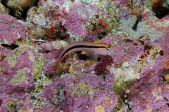 Parablennius laticlavius