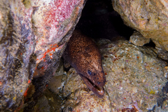 Gymnothorax porphyreus