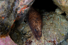 Gymnothorax porphyreus