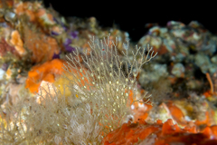 Dictyocladium monilifer