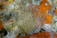 Dictyocladium monilifer