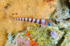 Notoclinops segmentatus