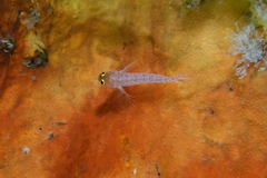 Notoclinops yaldwyni