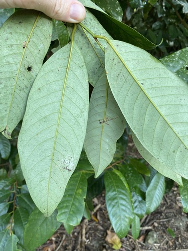 Image of Myristica globosa by (c) Greg Tasney, some rights reserved (CC BY-SA)