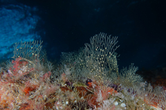 Dictyocladium monilifer