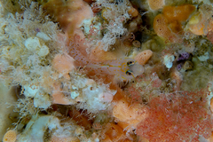 Notoclinops yaldwyni