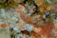 Notoclinops yaldwyni