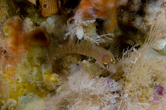 Notoclinops yaldwyni