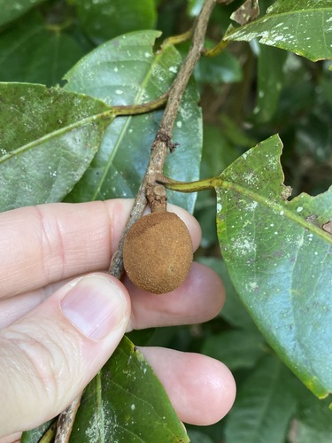 Image of Myristica globosa by (c) Greg Tasney, some rights reserved (CC BY-SA)