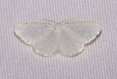 Protitame virginalis